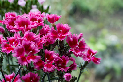 How is the Flower Farming at La Florela?