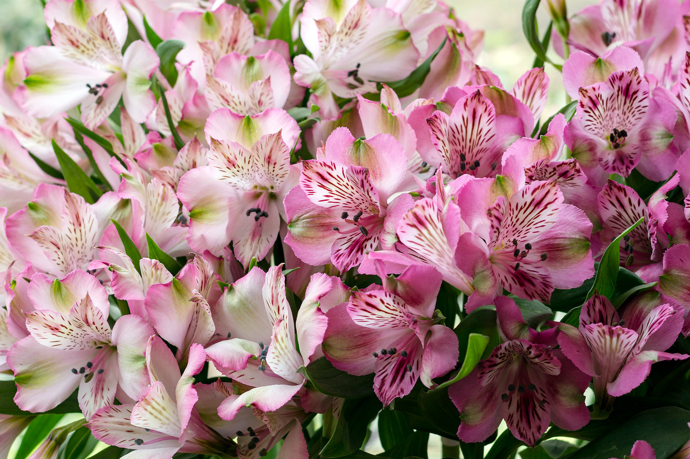 Pink Alstroemerias - La Florela