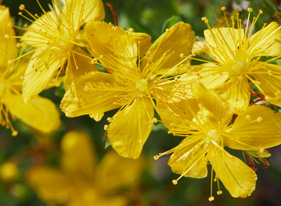 Exotic Flowers- La Florela