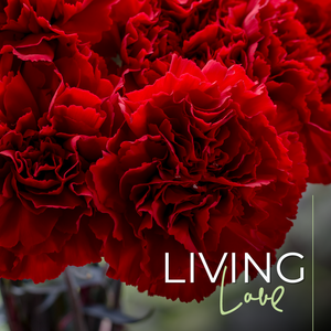 Living Love florist delivery - La Florela