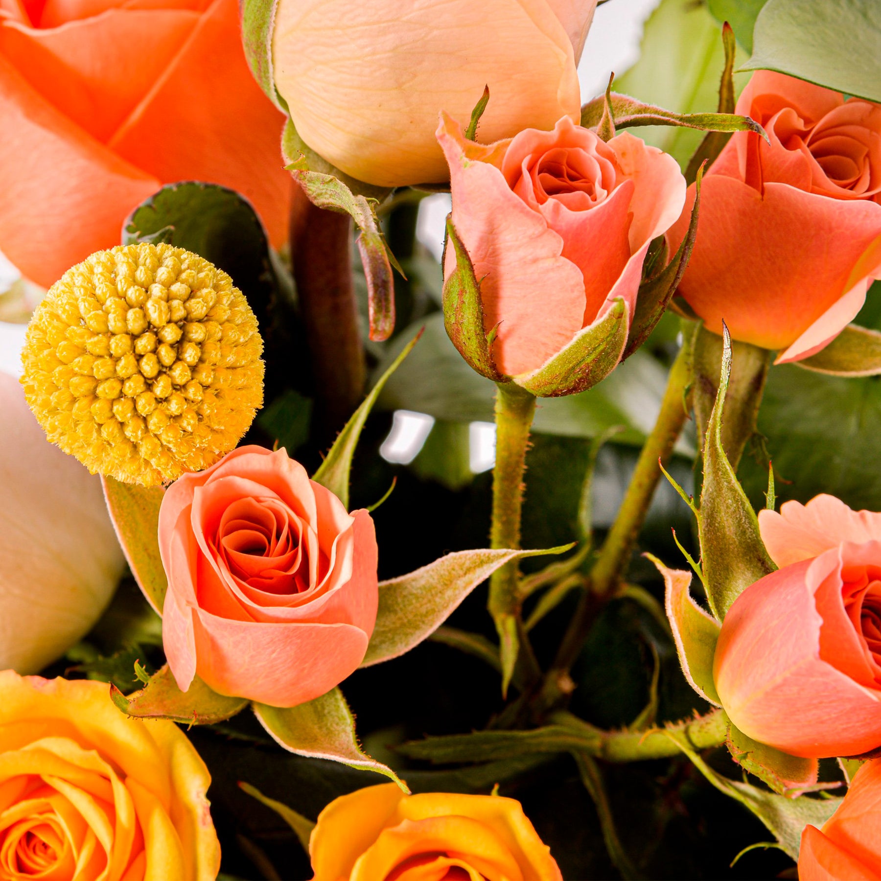 Magic Roses Bouquet Magic Roses Bouquet | La Florela